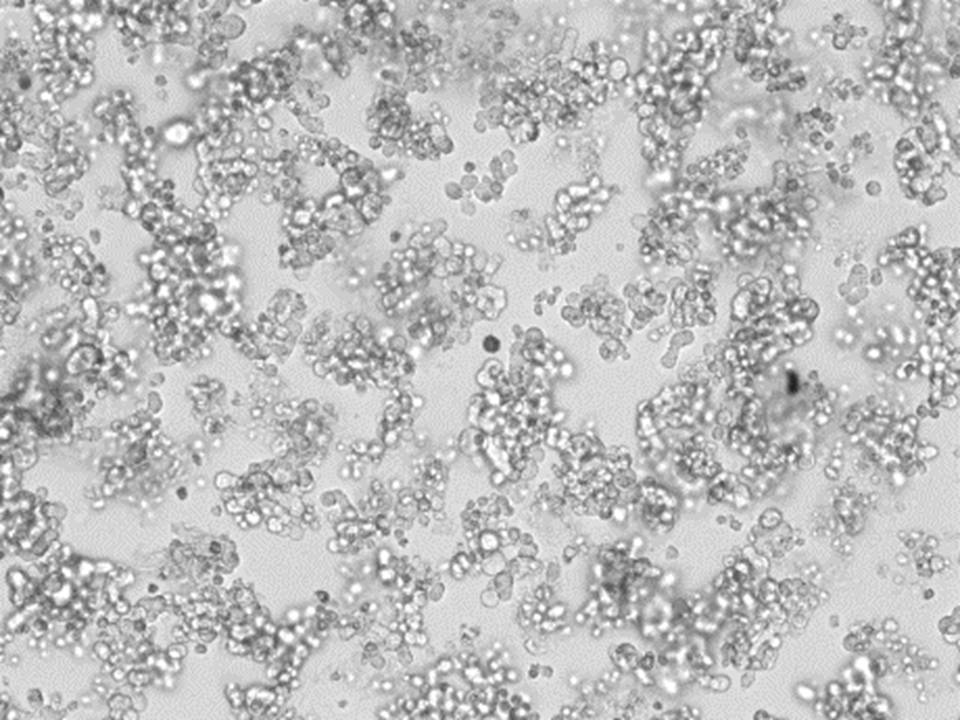 H69 - Human Small-Cell Lung Cancer cells - Viability 90 per cent